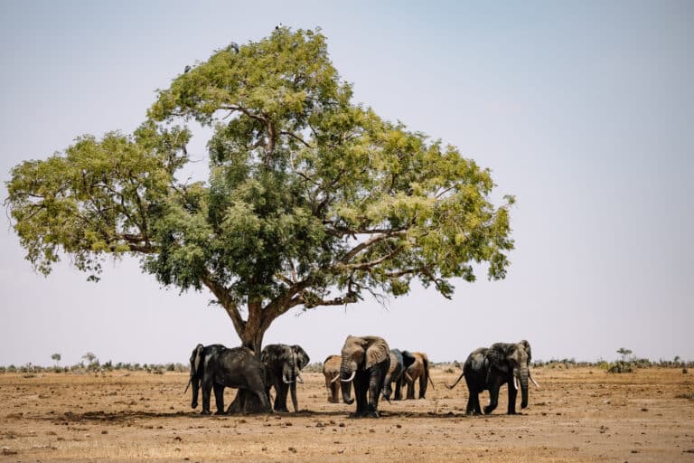 Viatge exclusiu a Kenia amb Bear Travel