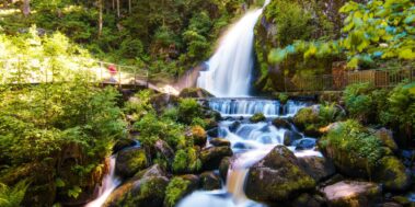 Alsàcia i La Selva Negra Juliol