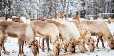 Aurores Boreals Tromsø Noruega Febrer