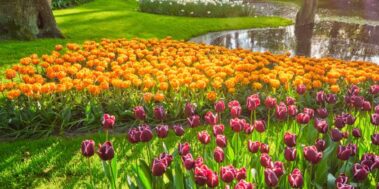 Holanda i Keukenhof Abril 9 Holanda i Keukenhof Abril