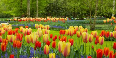 Holanda i Keukenhof Abril 12 Holanda i Keukenhof Abril