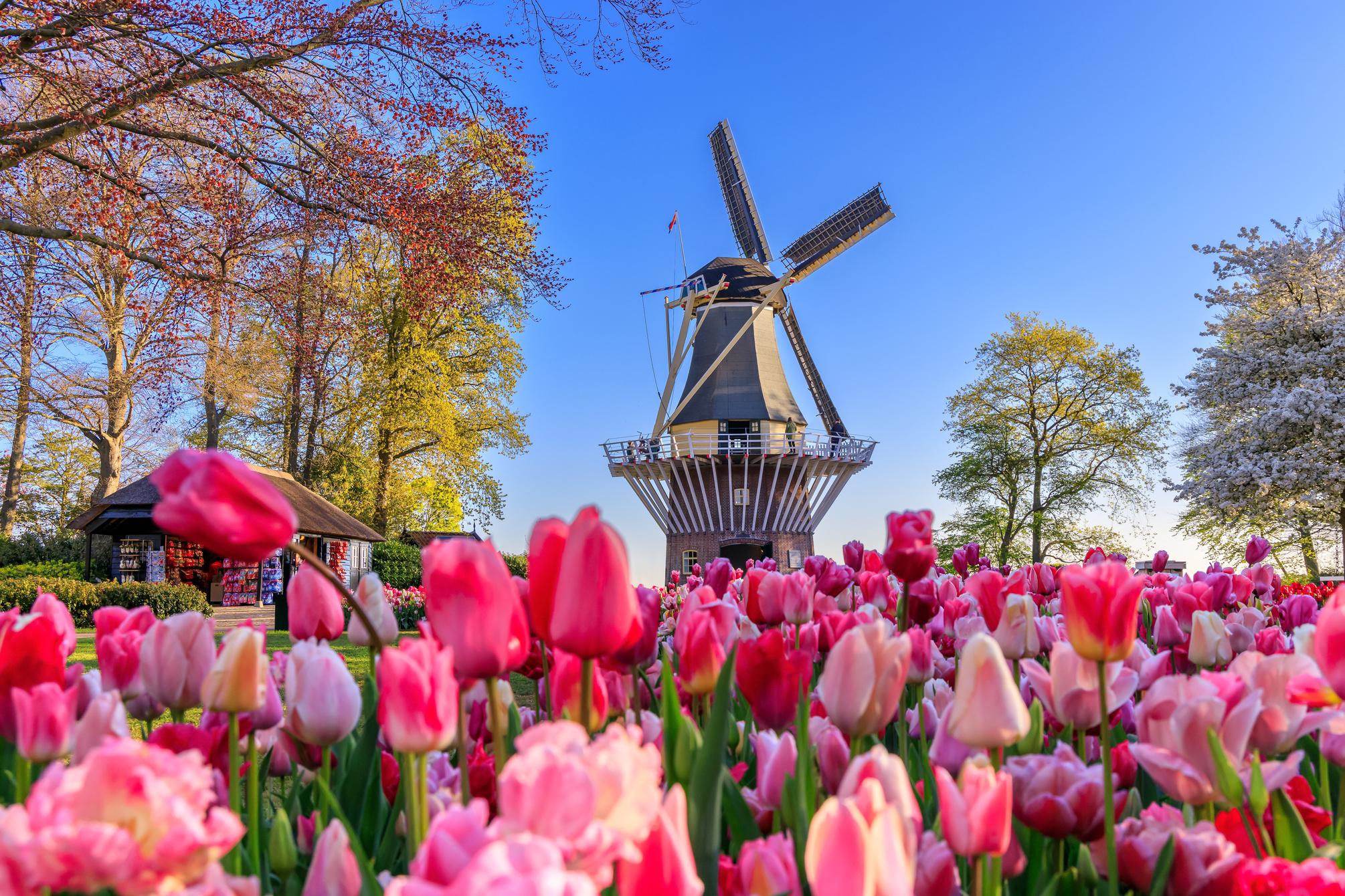Holanda i Keukenhof Abril
