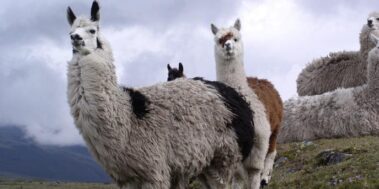 Equador i Galápagos agost 7 Equador i Galápagos agost