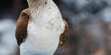 Equador i Galápagos agost 13 Equador i Galápagos agost