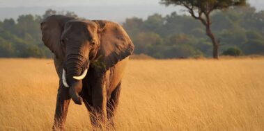 Tanzània Maig 1 Tanzània Maig