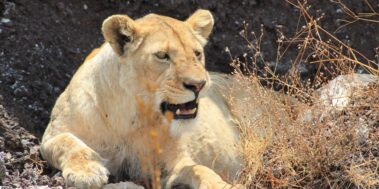 Tanzània Maig 8 Tanzània Maig