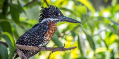 Tanzània Maig 18 Tanzània Maig