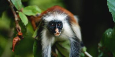 Tanzània Maig 20 Tanzània Maig