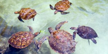 Tanzània Maig 21 Tanzània Maig