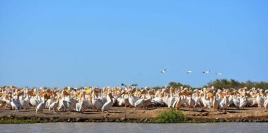Senegal Desembre 6 Senegal Desembre