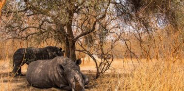 Senegal Desembre 11 Senegal Desembre