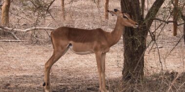 Senegal Desembre 13 Senegal Desembre