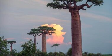 Senegal Desembre 14 Senegal Desembre