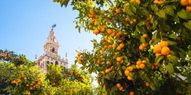 Sevilla i Pueblos Blancos tren AVE Octubre 15 Sevilla i Pueblos Blancos tren AVE Octubre
